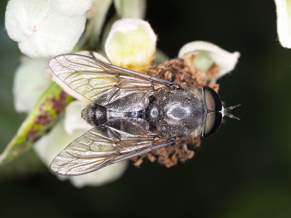 Tabanidae da identificare